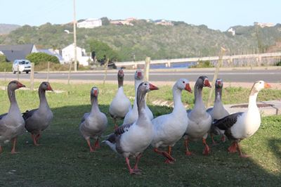 Great Brak geese to get new home