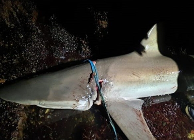Fisherman's shocking catch