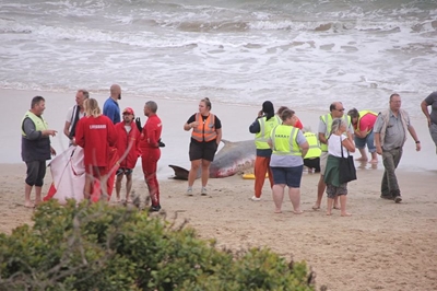 Walvisse spoel op Diasstrand uit