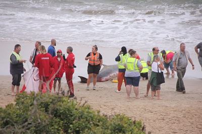 Walvisse spoel op Diasstrand uit