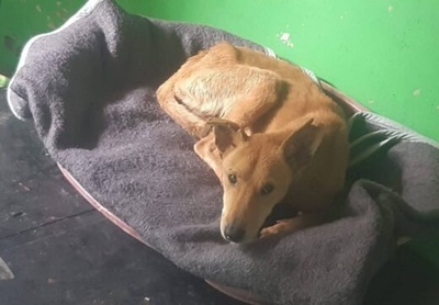 Heroic rescue saves dog from Crocodile River