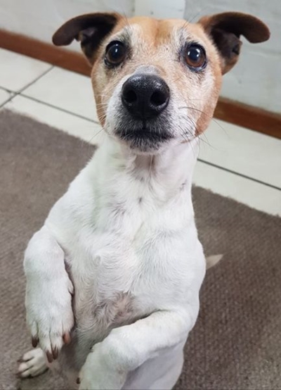 Is this your dog?