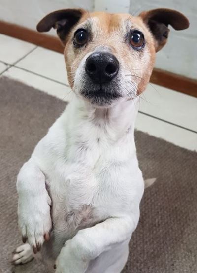 Is this your dog?