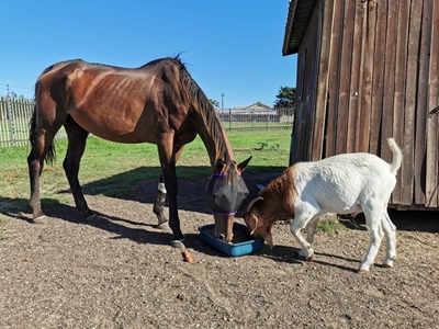 Roaming horses a huge headache