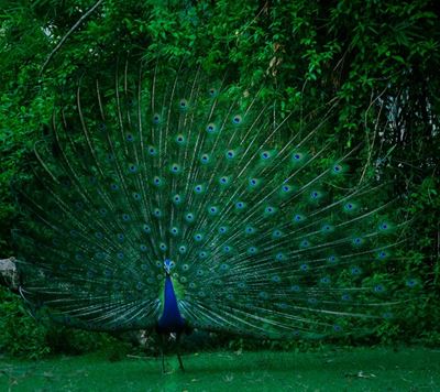 Spotlight on animal communication