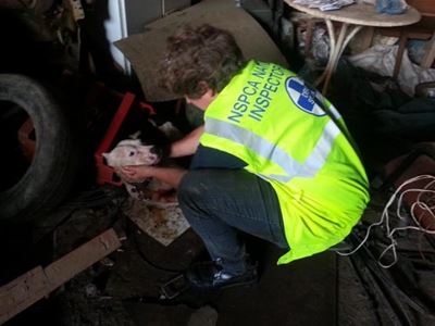 NSPCA to reward dog fighting whistleblowers
