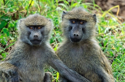 No feeding of wildlife after fires