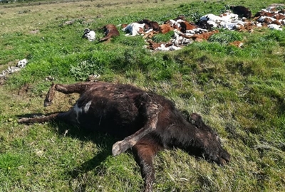 SPCA investigating dead calves