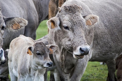 Dairy cows flourish on natural pasture
