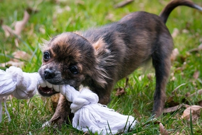 Biting puppy blues