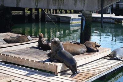 Rabies alert: public again warned to stay away from seals
