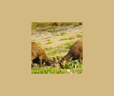 Multiple animals hit by vehicles in Dana Bay