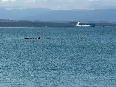 Walvis in baai