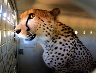 Cheetah released at local reserve