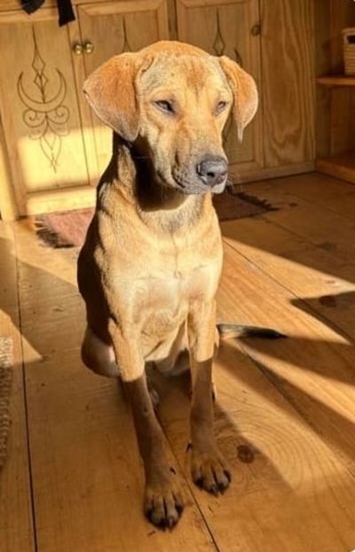 Wandering dog from Wilderness at SPCA