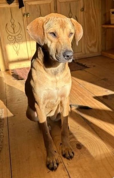 Wandering dog from Wilderness at SPCA