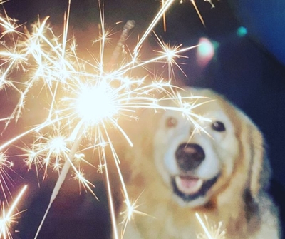 Safeguard your pets during the worldwide firework celebration