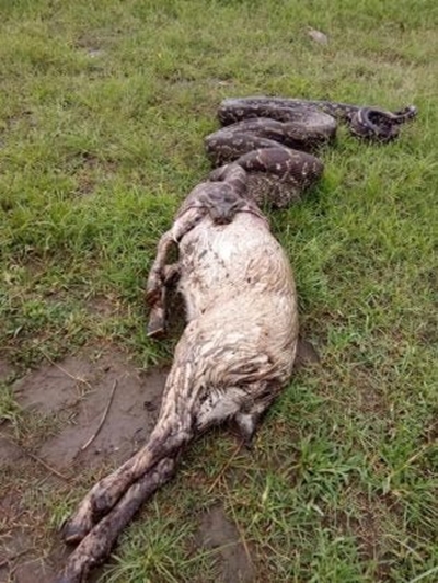 4.6-metre Python found near Ladysmith after eating a goat