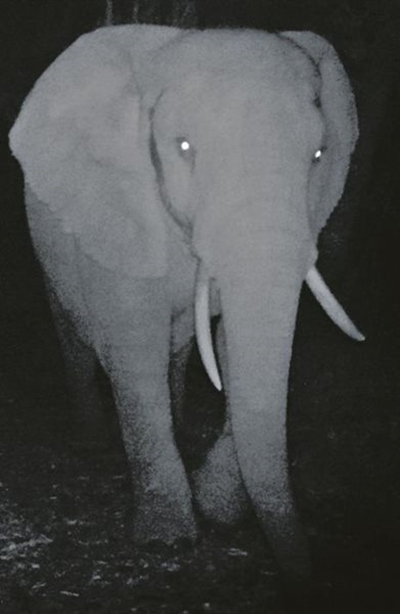 Elephant puzzle...