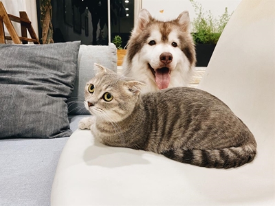 Legal requirements for keeping pets at home