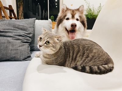 Legal requirements for keeping pets at home