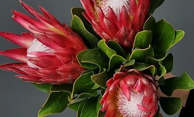 Keep your proteas in shape