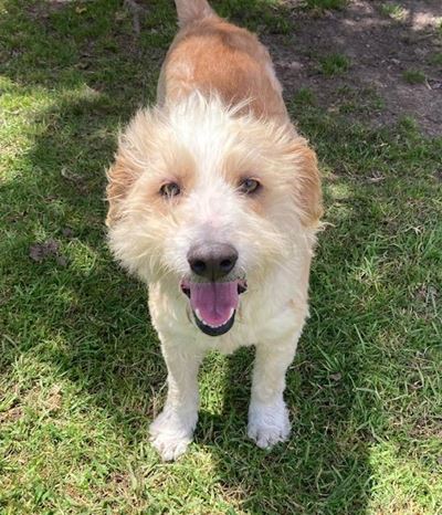 Cats and dogs at SPCA