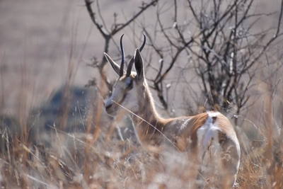 ‘Uncertified venison could hurt the industry’