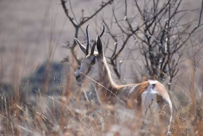 ‘Uncertified venison could hurt the industry’