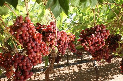 Table grapes: How to speed up production in new vines