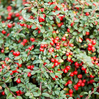 Alien invasive plant of the month: Cotoneaster
