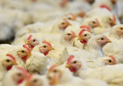 Feathers set to fly over poultry import tariffs, job losses