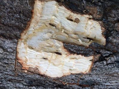 Stompkopkewer raak bedrywig in lente