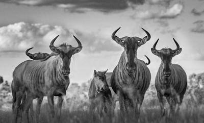 18-year-old wildlife photographer receives international award