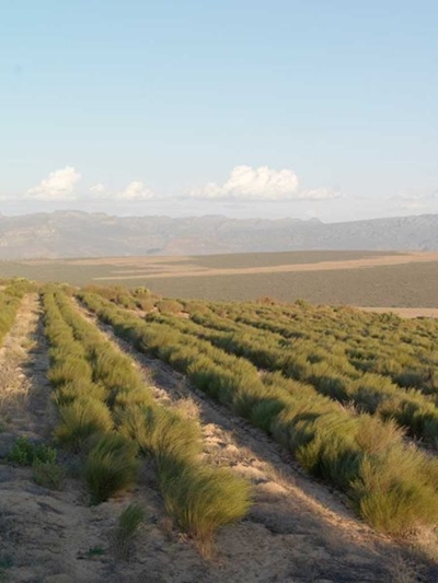 Iconic Rooibos brand recognised as  proudly South African only