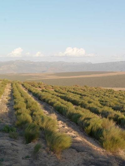 Iconic Rooibos brand recognised as  proudly South African only