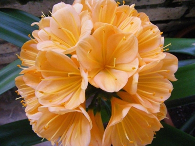 Prag van clivias by 2 skoue vertoon