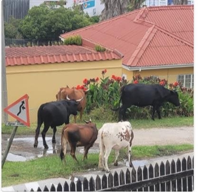 Stray animals in residential areas a problem