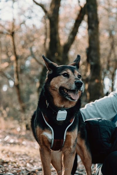 Cop dog sniffs out guns hidden under pile of leaves by alleged farm burglars