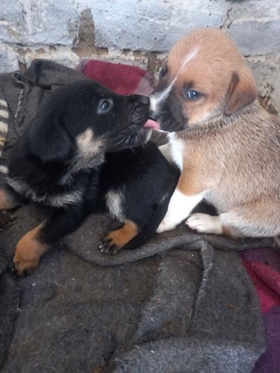 Help GRAWS grow for our pets' sake
