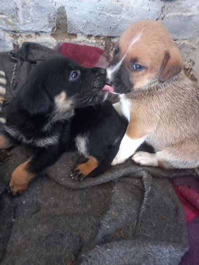 Help GRAWS grow for our pets' sake