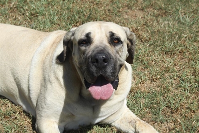 Home a hound from the SPCA