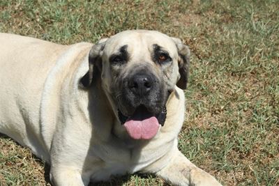 Home a hound from the SPCA