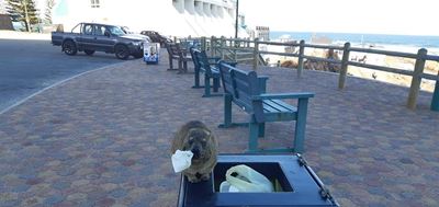 Don't feed the dassies