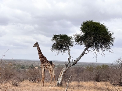 Community Poll: Direct flights from George to Hoedspruit