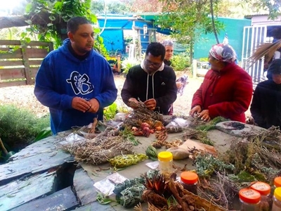 Explore the power of plant medicine