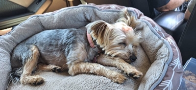Search for missing Yorkie continues
