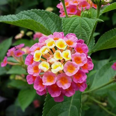 Lantana bedreig riviere in Suid-Kaap