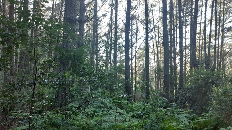 Study warns: Africa’s forests becoming carbon emitters