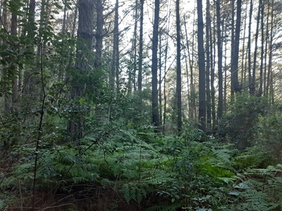 Study warns: Africa’s forests becoming carbon emitters